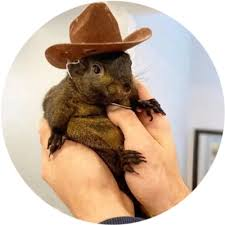 PNUT Peanut the Squirrel token logo