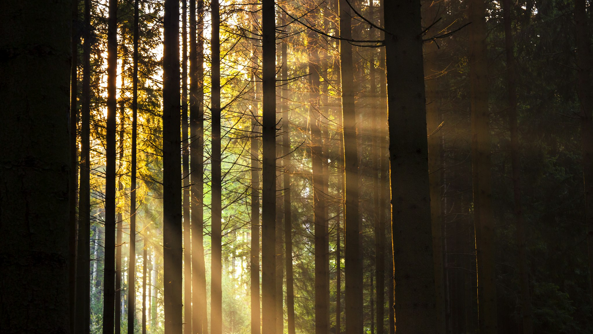 Sunlight through tall timber in a managed forest, the kind of working asset that funds a foundation long after the founder is gone