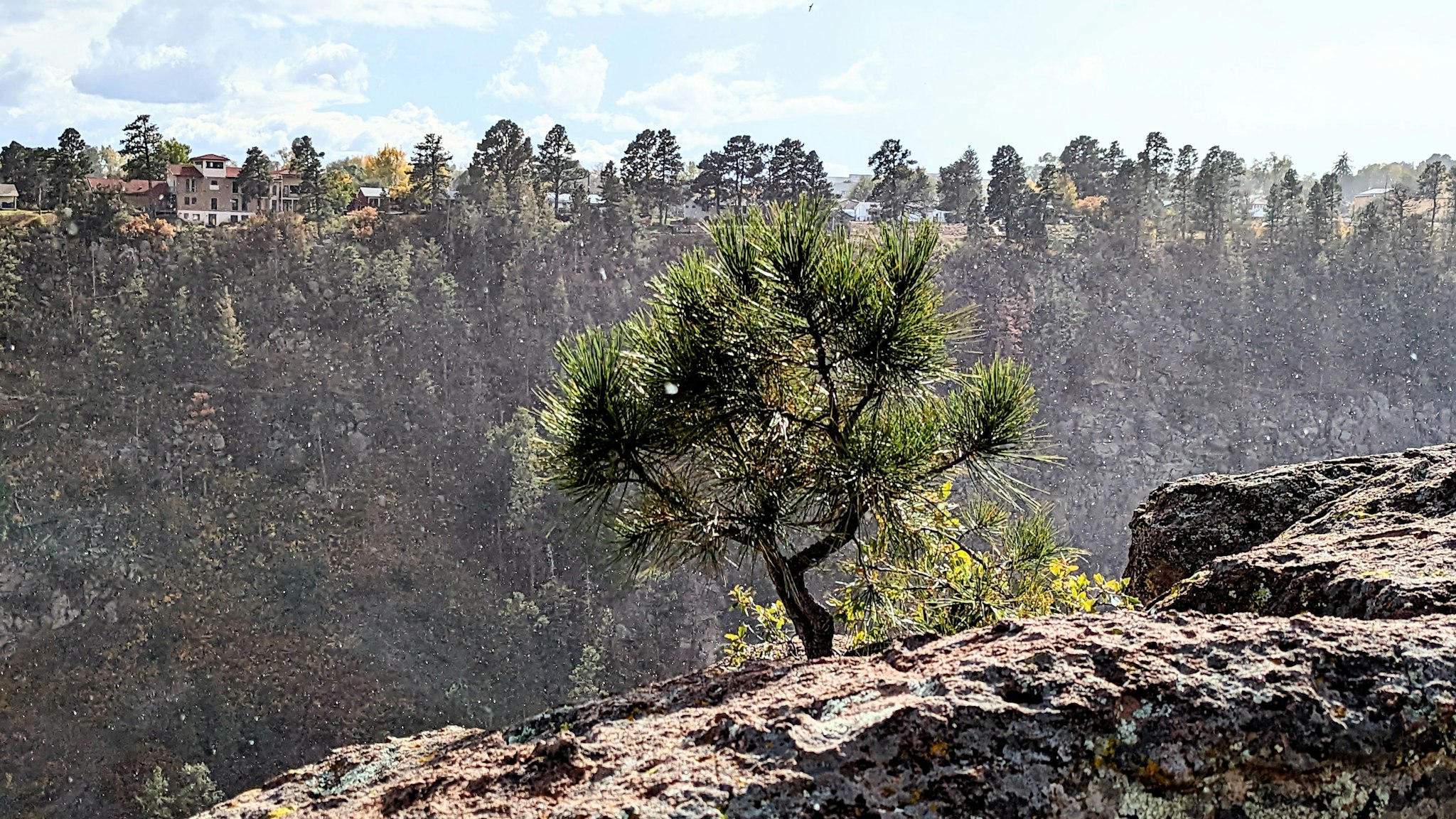 A pine growing straight out of bare rock, the obstacle converted into the footing